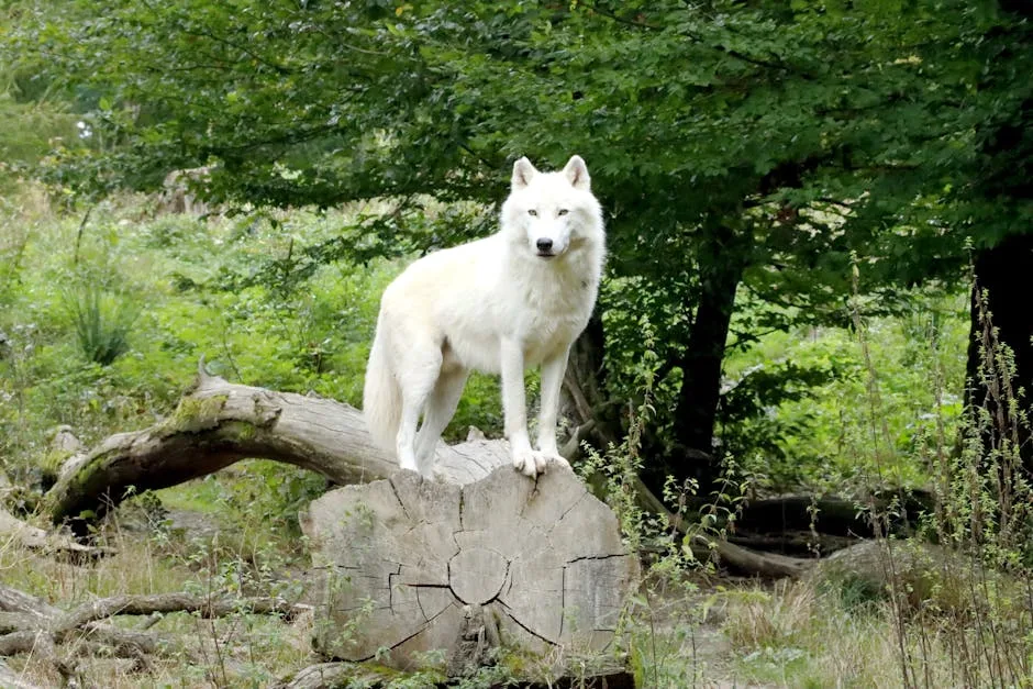 A stunning white wolf stands on a log in a lush green forest, captured in natural light.