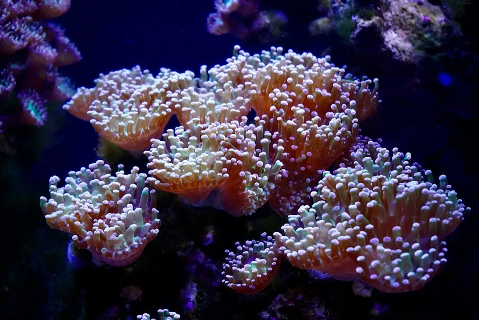 Colorful coral formation in a marine aquarium with vivid lighting.